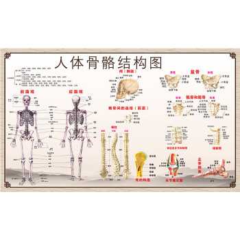 人体解剖图结构示意图人体内脏器官骨骼肌肉构造挂图全身解刨图片人体