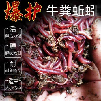 红蚯蚓活体红蚯蚓活体鲜活钓鱼垂钓鲫鱼饵红虫大号牛粪蚯蚓批发野钓