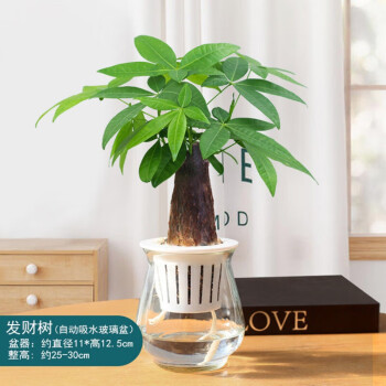 红掌盆栽室内水培水养开花植物办公室绿植白掌加厚跳舞玻璃盆发财树含