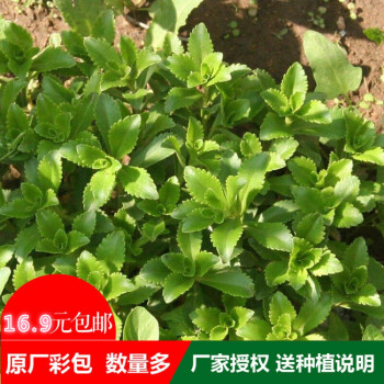 养心菜救心菜种子养心草救心草种子珍珠菜种子盆栽菜养心菜3包促销装