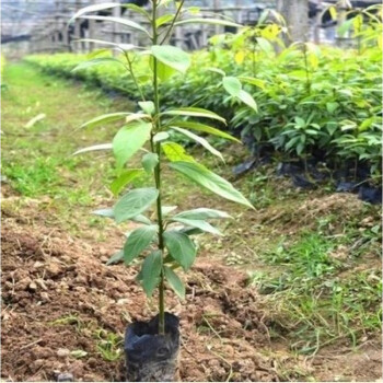 正宗金丝楠木树苗南方珍稀名贵苗木大苗小苗金丝楠7080厘米带土杯