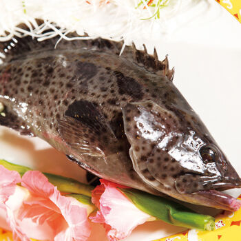 深海石斑鱼肉质鲜嫩营养美味石斑鱼冷冻珍珠斑鱼龙胆老虎斑姬禄福3条