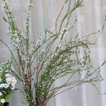 鲜切枝干枝盆栽水培植物花卉室内遇水开花树苗喷雪花绿植龙柳80cm雪柳
