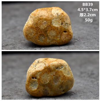 天然印尼珊瑚玉古生物化石菊花石原石切片化石bb39