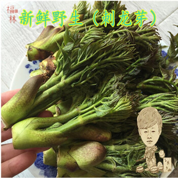 刺嫩芽野菜500g东北野生山菜刺嫩芽新鲜刺老芽山野菜刺龙芽一份顺丰