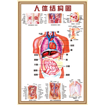 人体解剖图结构示意图人体内脏器官骨骼肌肉构造挂图全