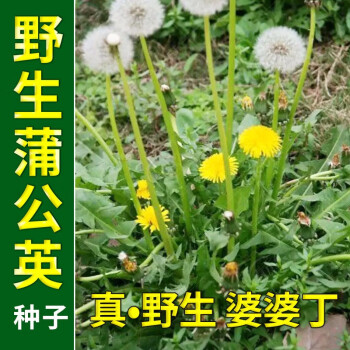 野生蒲公英种子的种籽种植婆婆丁浦公英四季盆栽食用蔬菜野菜苗孑