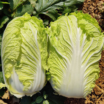 春光岛 现大白菜新鲜蔬菜时令小青菜包菜白菜农家自种叶菜 3斤白菜