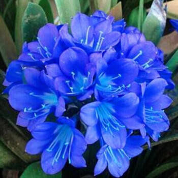 君子兰绿植盆栽 室内精品花卉君子兰花苗 花卉净化空气 鲜花花卉 室内