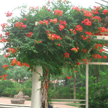 凌霄花苗 爬藤植物紫藤树花苗盆栽地栽庭院 凌霄花攀援植物 凌霄 十年