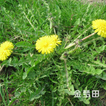 苋面条野生曲苦麻菜野菜种子籽野生荠菜种子中药材花卉种子蔬菜种子