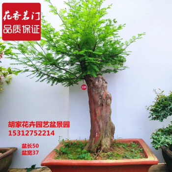 罗汉木盆景树桩室内盆栽造型降龙木盆景古桩下山桩老桩实物降龙木