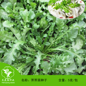 禾花楹野生蔬菜籽荠荠菜种子野生荠菜种子地菜山野菜蔬菜种子可盆栽