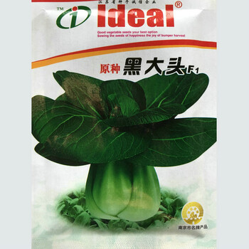 抗寒大叶菠菜种子 菠菜种子阳台盆栽农家秋季种蔬菜种子四季播 黑大头图片