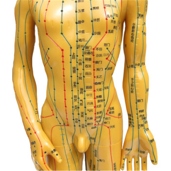 gyenno 人体针灸穴位模型 穴位准确十二经络男女小人 清晰软质手臂可