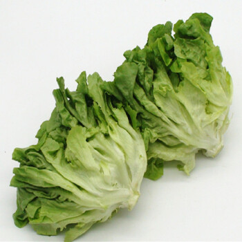 绿橡叶生菜绿橡叶蔬菜新鲜500克oakleaflettucegreen500g