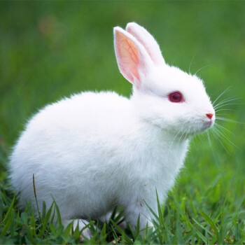 兔子活体小白兔家兔宠物兔子活体包活小白兔1只