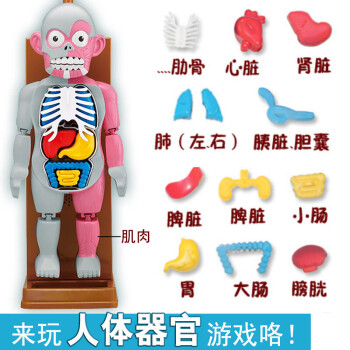 1制作diy材料创意玩具小学生幼儿园区角人体器官模型3