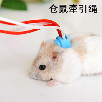 脑袋鲨鱼貂牵引绳仓鼠荷兰猪龙猫豚鼠熊熊溜鼠绳牵引5个松鼠的仓鼠图片