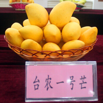 树 嫁接芒果苗 南方北方种植澳芒四季芒红象牙金煌芒当年结果 台农1号