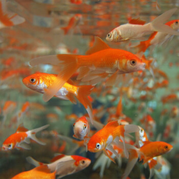 水族大师 锦鲫鱼苗 红草鲫鱼草金冷水鱼观赏鱼 龙鱼饲料 锦鲫5-6cm 40