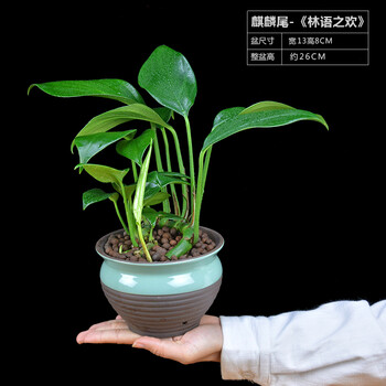 麒麟尾盆栽植物室内绿植电脑防辐射卧室盆景净化空气四季常青好养