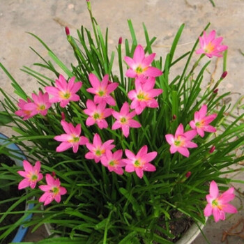 水月静花盆栽观花球根植物花卉葱兰花苗葱兰韭兰风雨兰花种子【葱兰种