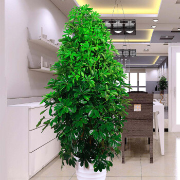 八方来财室内中大型客厅办公观叶盆栽绿植物鸭脚木鸭掌木圣诞树 (110