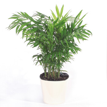 (遇花园)富贵椰子夏威夷植物观叶室内盆栽吸甲醛净化空气绿植花卉富贵