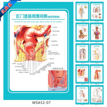 沃贴客 医院科室挂图 肛门直肠周围间隙盆腔冠撞面示意图 宣传画wsa52
