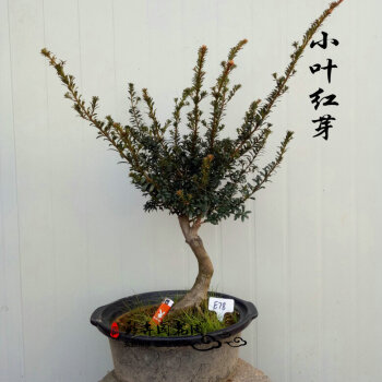 小叶红芽珍珠罗汉松 老桩嫁接 一物一拍 e78 不含盆