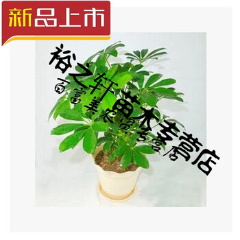 盆栽七叶莲 鸭掌木 室内观赏植物 2年苗图片