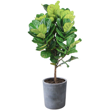 大型绿植琴叶榕 散尾葵 金钱树发财树红豆杉龙须树 天堂鸟盆栽室内外图片