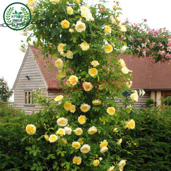 买三送一蔷薇花苗四季开花月季花苗 爬藤月季大花蔷薇
