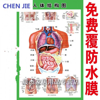 人体内脏解剖系统示意图医学宣传挂图人体器官心脏结构图医院海报dsn