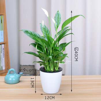 白掌白鹤芋一帆风顺绿植盆栽办公室内客厅植物花卉吸甲醛 白色吸水盆