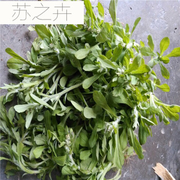 苏之卉 新鲜野生鼠曲草 清明草 鲜嫩鼠壳草 佛耳草 中药材 500克