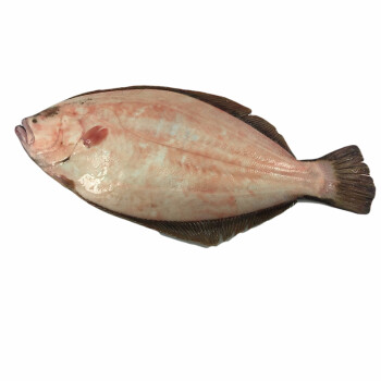 鱼姐海成 青岛大牙片鱼新鲜大扁口鱼比目鱼深海海捕鲜活海鲜水产2斤