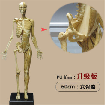 60cm雕塑艺用人体肌肉骨骼解剖模型美术医用cg参考3dmax绘画临摹 60cm
