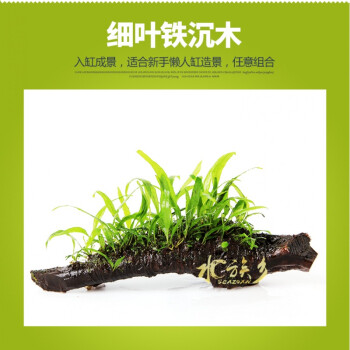 沉木定植锦集 大小三角莫斯凤尾苔细叶铁皇冠黑木蕨沉木 细叶铁沉木