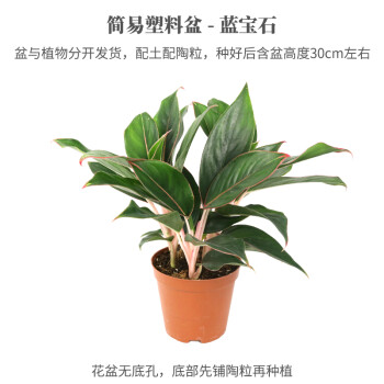 带盆栽水培好养植物如意皇后彩叶吸甲醛办公室 12cm简易塑料盆 蓝宝石