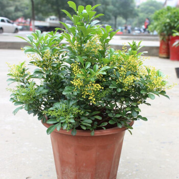 米兰花苗 绿植 四季长青米兰苗盆栽 植物春夏芳香 苗木 4年苗