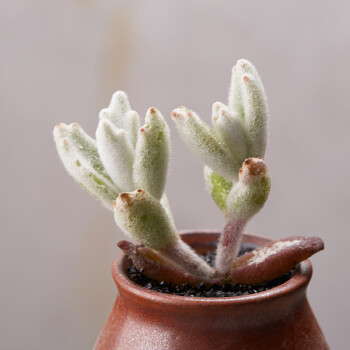 福兔耳 多肉植物防辐射肉肉植物绿植办公室盆栽 双头叶展4-6cm 裸根不