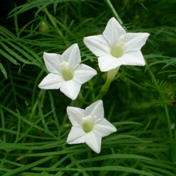 掌叶茑萝 妙植种子室内阳台盆栽四季易种植物花籽 羽叶白色20粒