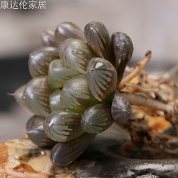 姬玉露多肉植物12卷属红丝玉露 室内盆栽保品种孙氏冰灯花卉宫灯 红丝