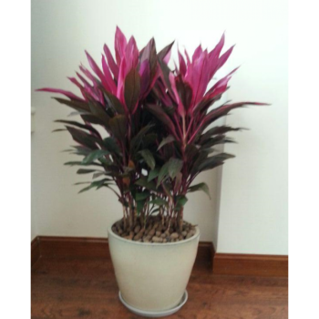 花明柳媚红叶朱焦苗红铁红竹 紫叶富贵竹水培庭院花卉