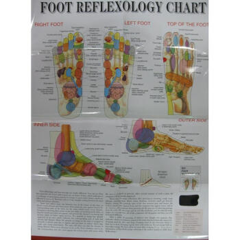 足部反射区挂图(英文版)【图片 价格 品牌 报价