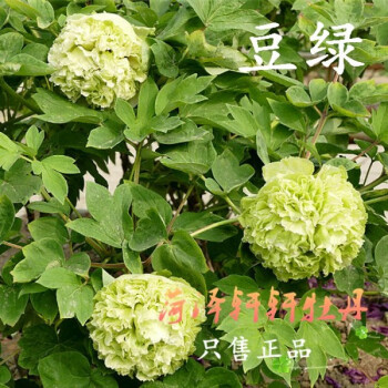 花明柳媚牡丹花苗 豆绿 精品盆栽花卉精品绿牡丹 洛阳牡丹 现货发货