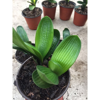 花明柳媚君子兰精品小苗 圆头麻脸黄油匠短叶 阳台绿植办公桌面盆景吸图片