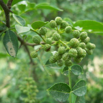 花椒树苗 大红袍九叶青花椒树麻椒树苗 食用大花椒 盆